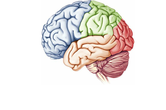Brain